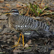 Sunbittern