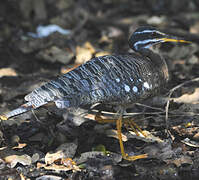 Sunbittern