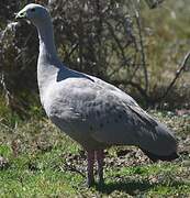 Cape Barren Goose