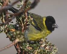 Thick-billed Siskin