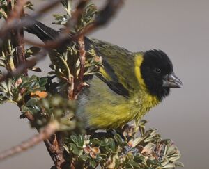 Chardonneret à bec épais