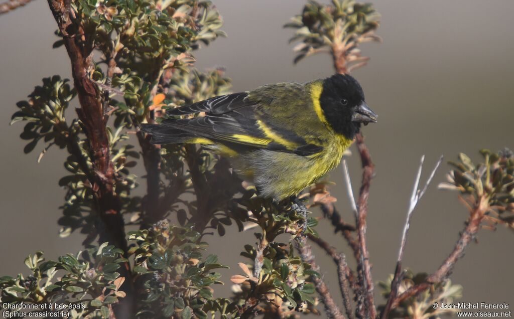 Thick-billed Siskin