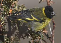 Thick-billed Siskin