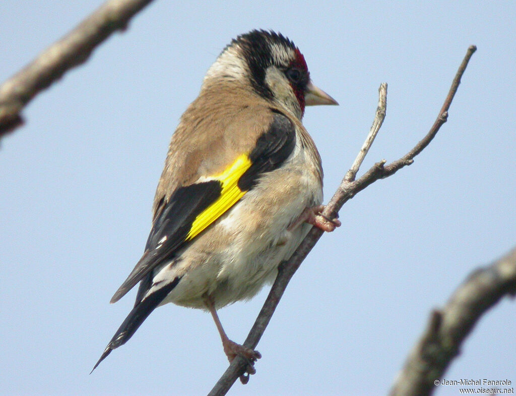 Chardonneret élégant