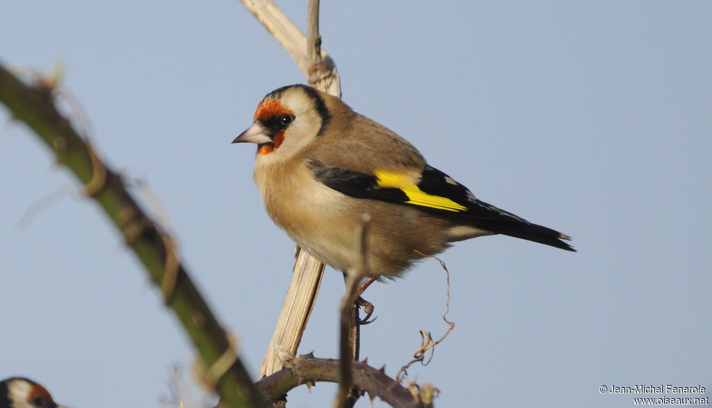 Chardonneret élégantadulte