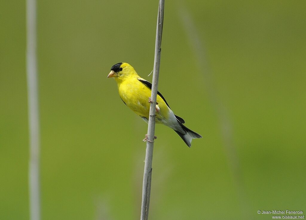 American Goldfinch