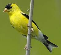 American Goldfinch