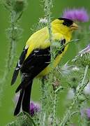 American Goldfinch