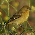 Chardonneret mineur