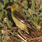 Chardonneret mineur