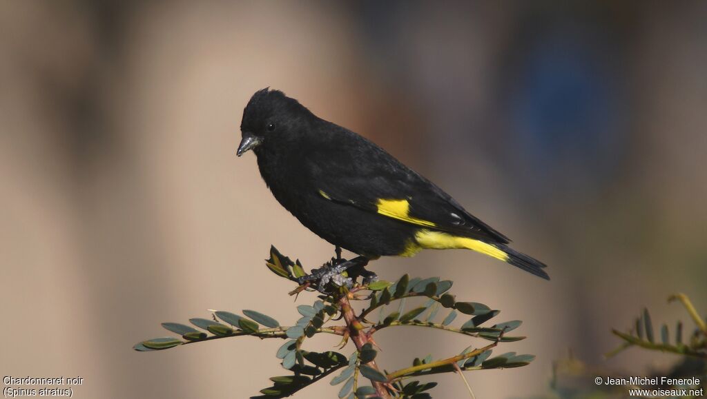 Chardonneret noir