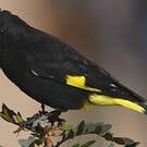 Chardonneret noir