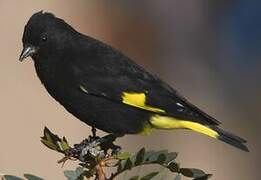 Black Siskin