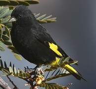 Black Siskin