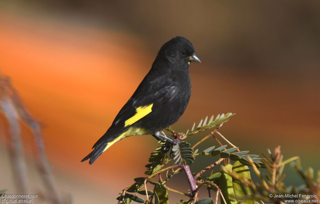 Black Siskin