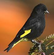 Black Siskin