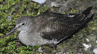 Lesser Yellowlegs