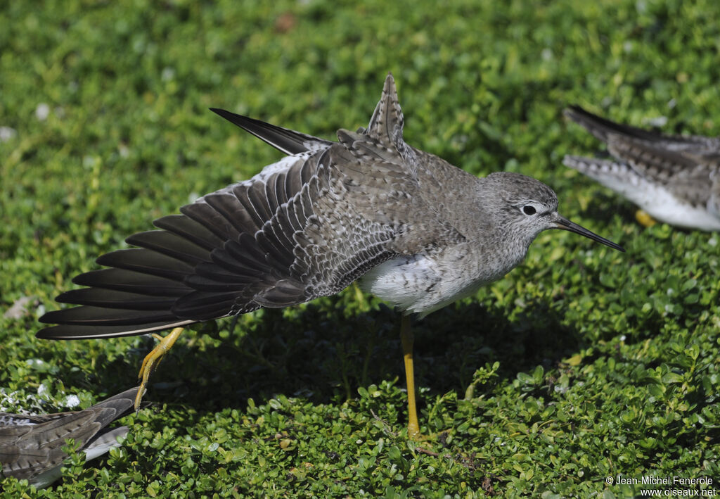 Lesser Yellowlegs