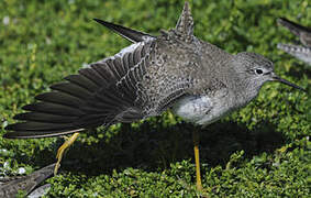 Lesser Yellowlegs