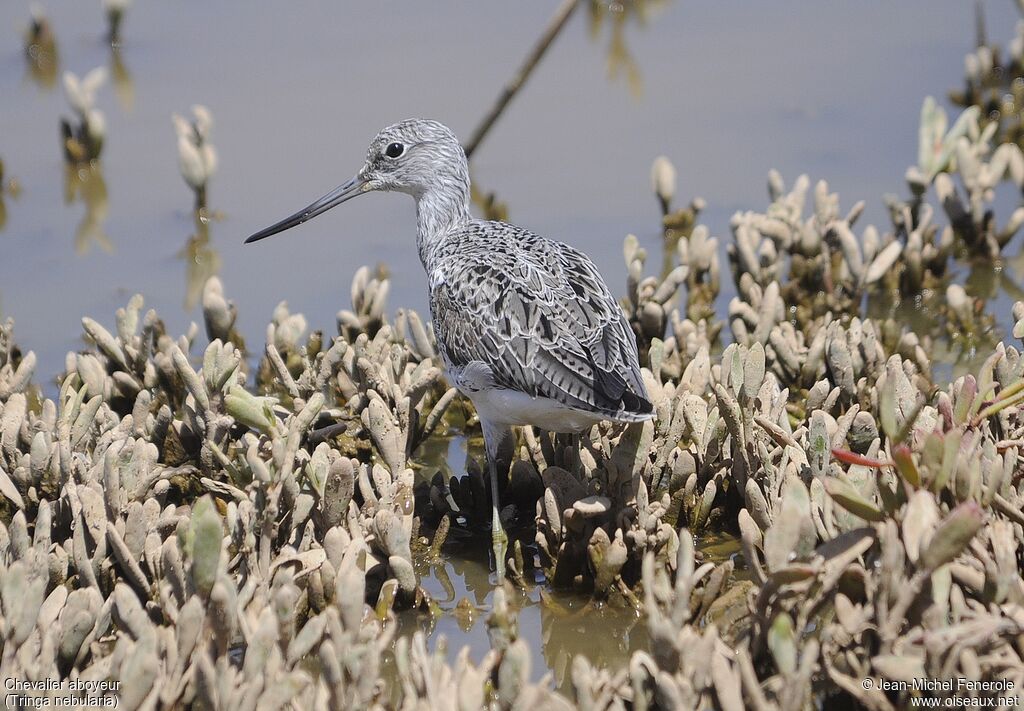 Common Greenshank