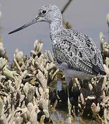 Common Greenshank