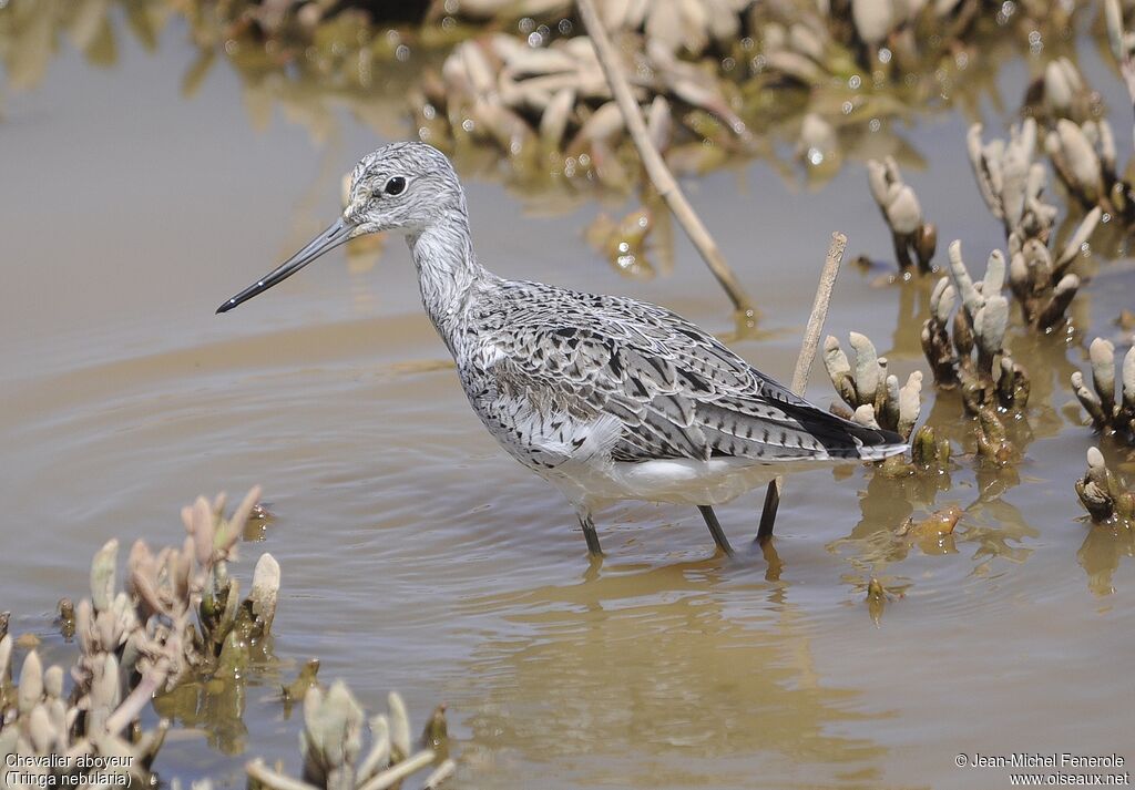 Common Greenshank