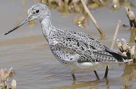 Common Greenshank