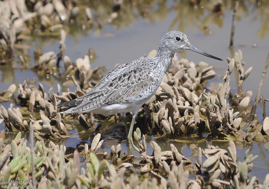 Common Greenshankadult breeding