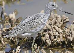 Common Greenshank