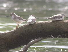 Terek Sandpiper