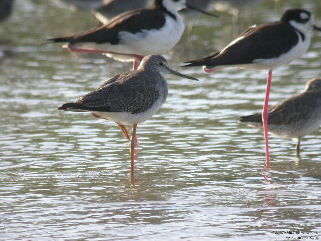 Greater Yellowlegs