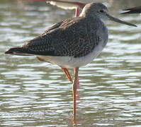 Greater Yellowlegs