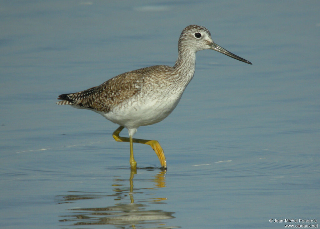 Greater Yellowlegs