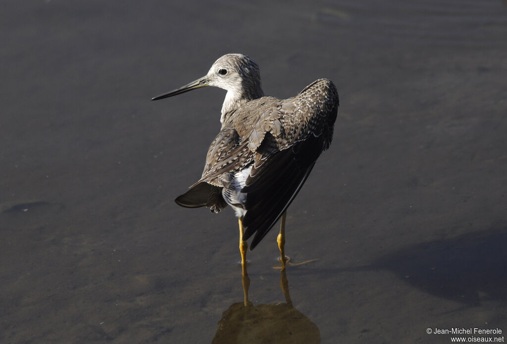 Greater Yellowlegs