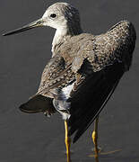 Greater Yellowlegs