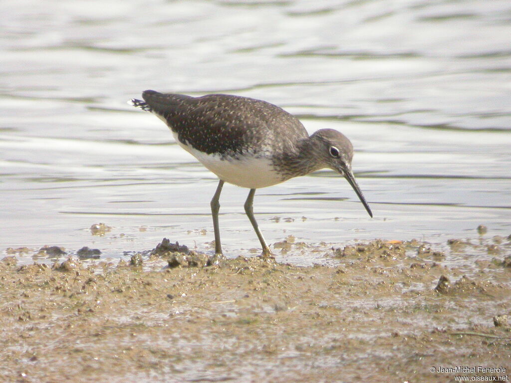 Green Sandpiper