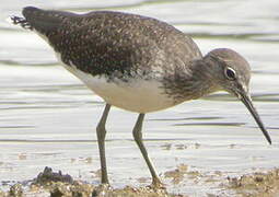 Green Sandpiper