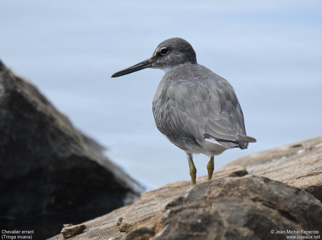 Wandering Tattler