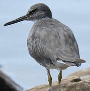 Wandering Tattler