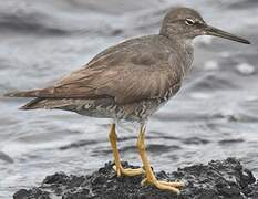 Wandering Tattler