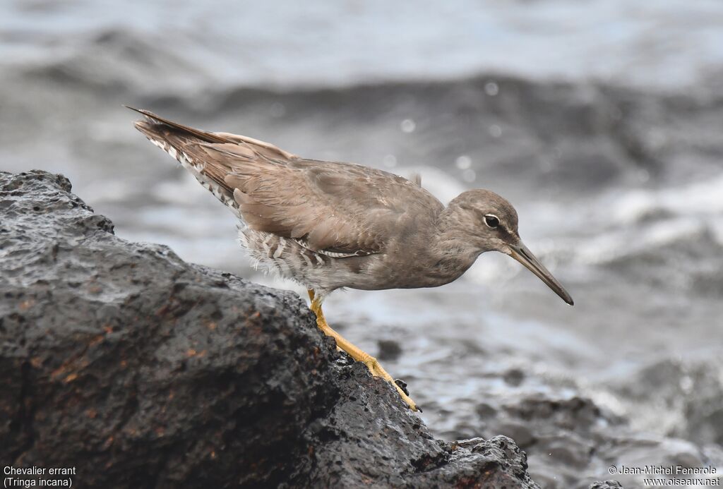 Wandering Tattler