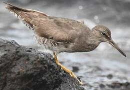 Wandering Tattler