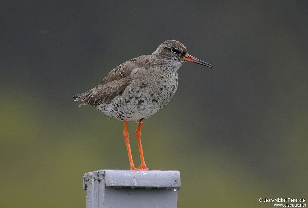 Common Redshank