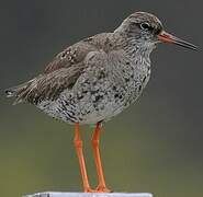 Common Redshank