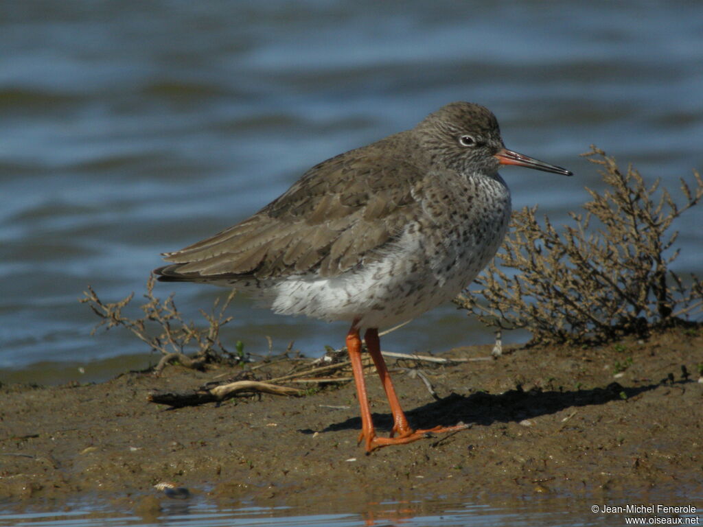 Common Redshank