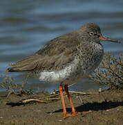 Common Redshank