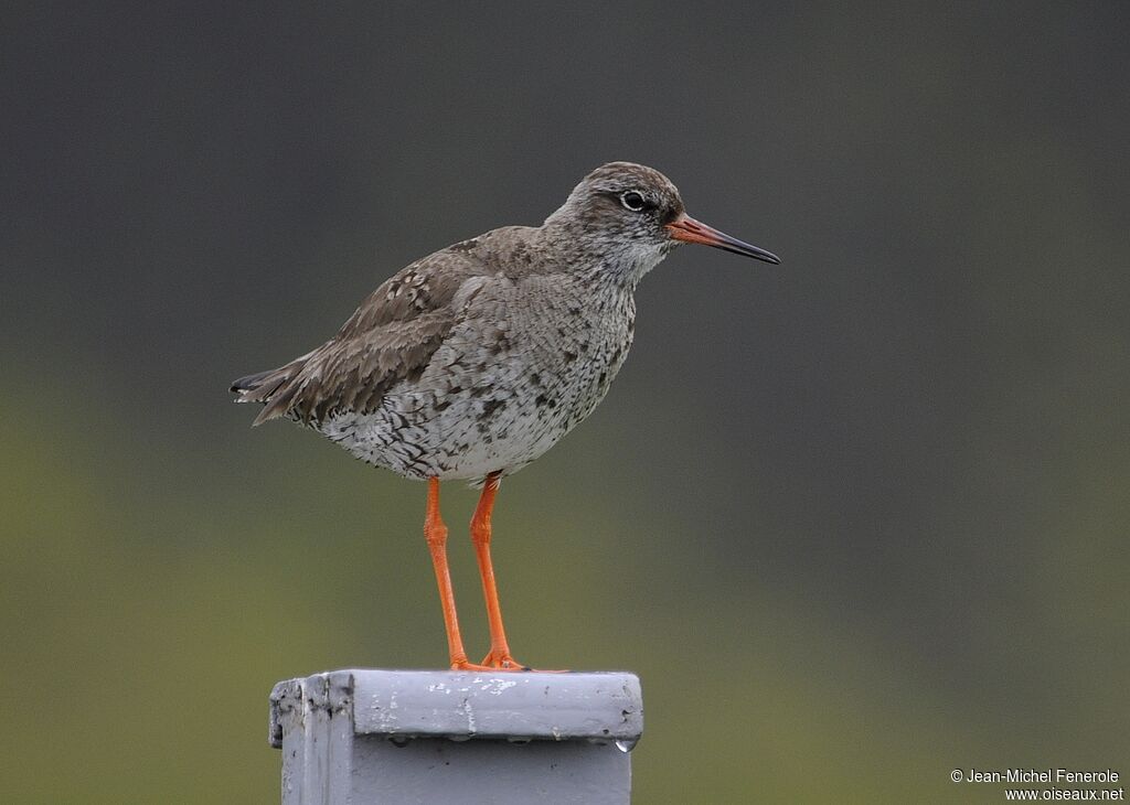 Common Redshank