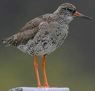 Common Redshank