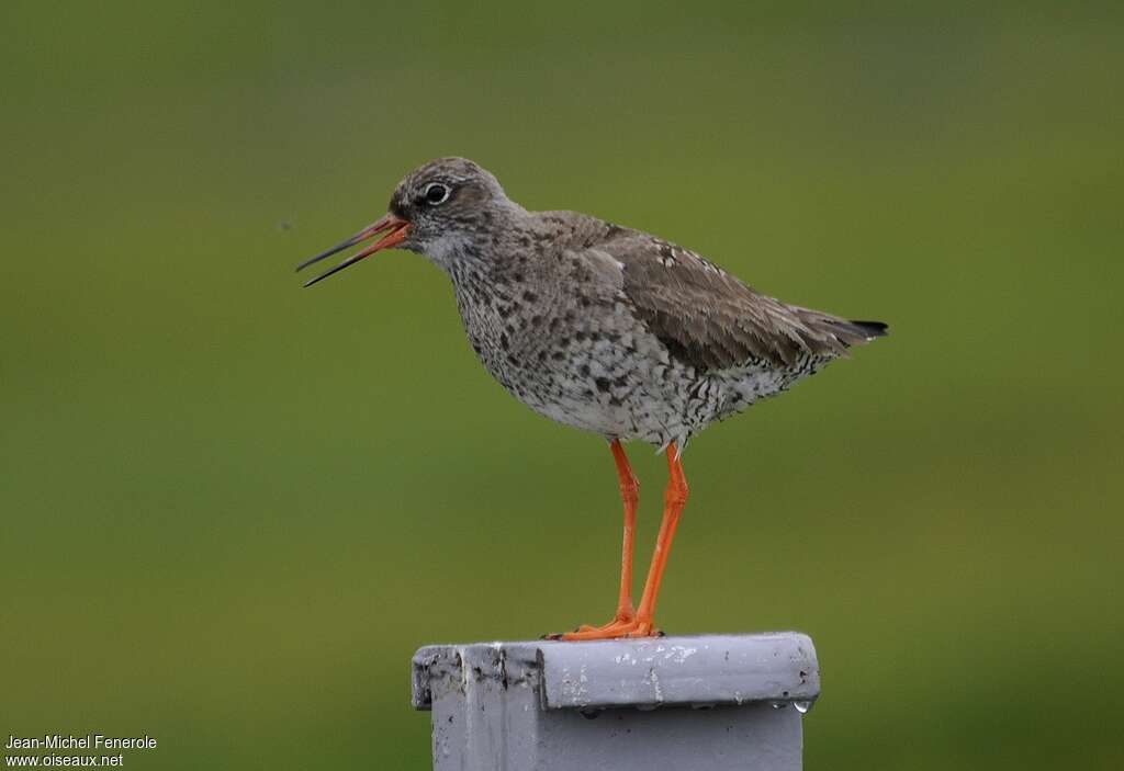 Common Redshankadult breeding, song