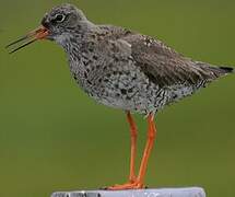 Common Redshank